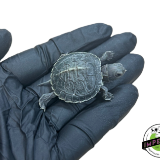 Black Pearl Red Ear Slider Turtle Baby