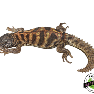 Ornate Uromastyx (Blue Phase)