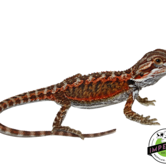 "Flame" Red Bearded Dragon Baby (#7824-06)
