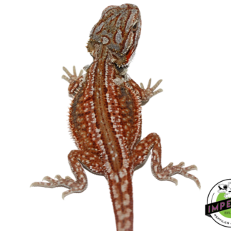 High Red Genetic Stripe Bearded Dragon Baby