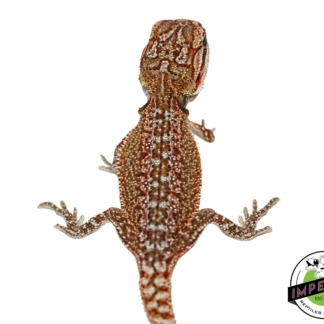 "Radioactive Rust" Orange Hypo Bearded Dragon Baby (#7824-04)