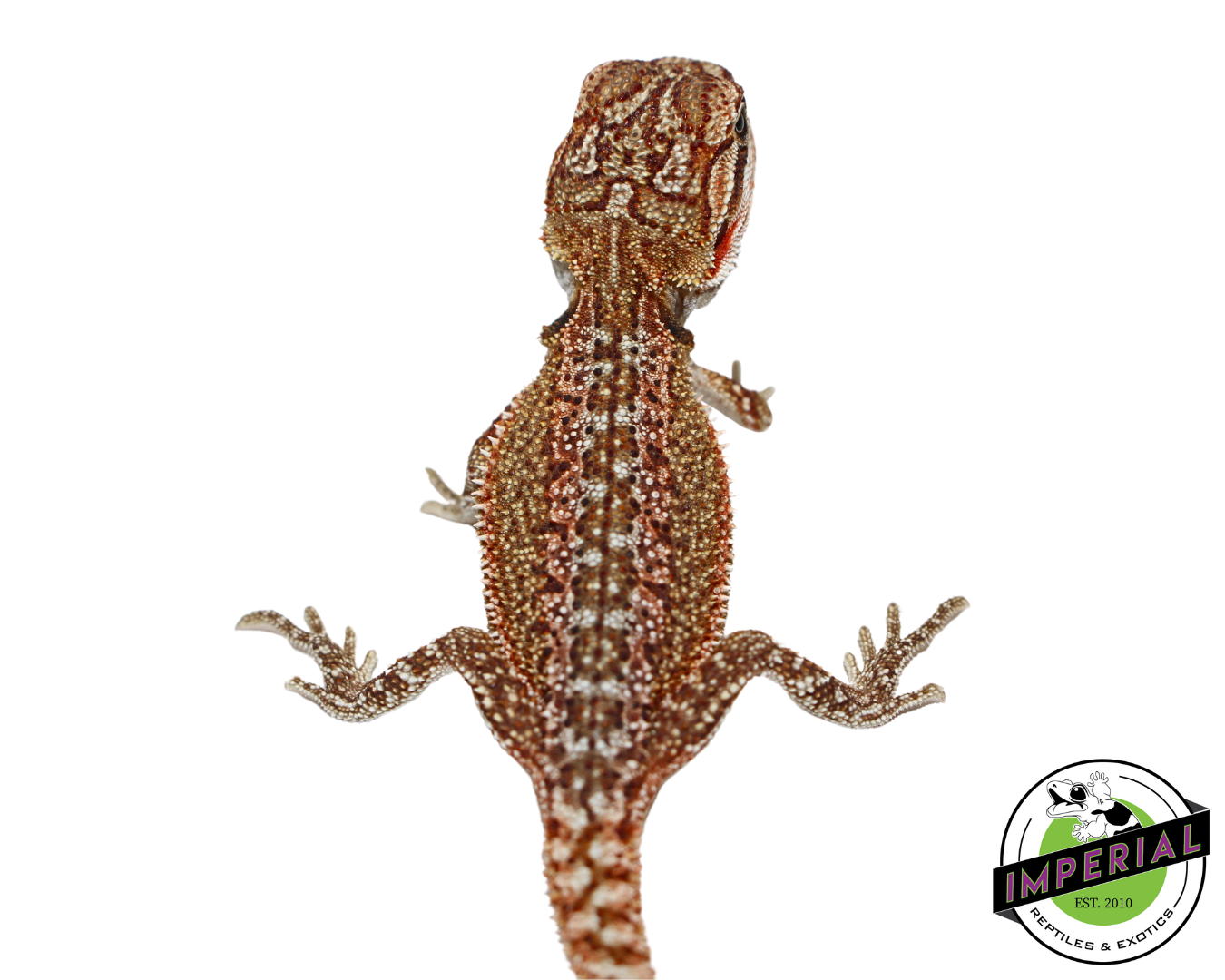 "Radioactive Rust" Orange Hypo Bearded Dragon Baby (#7824-04)