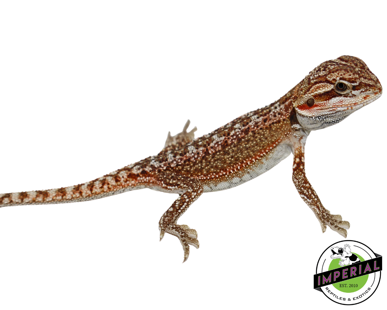 "Radioactive Rust" Orange Hypo Bearded Dragon Baby (#7824-04) - Image 3