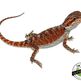 "Sriracha" Super Red Hypo Bearded Dragon Baby (#7824-05)