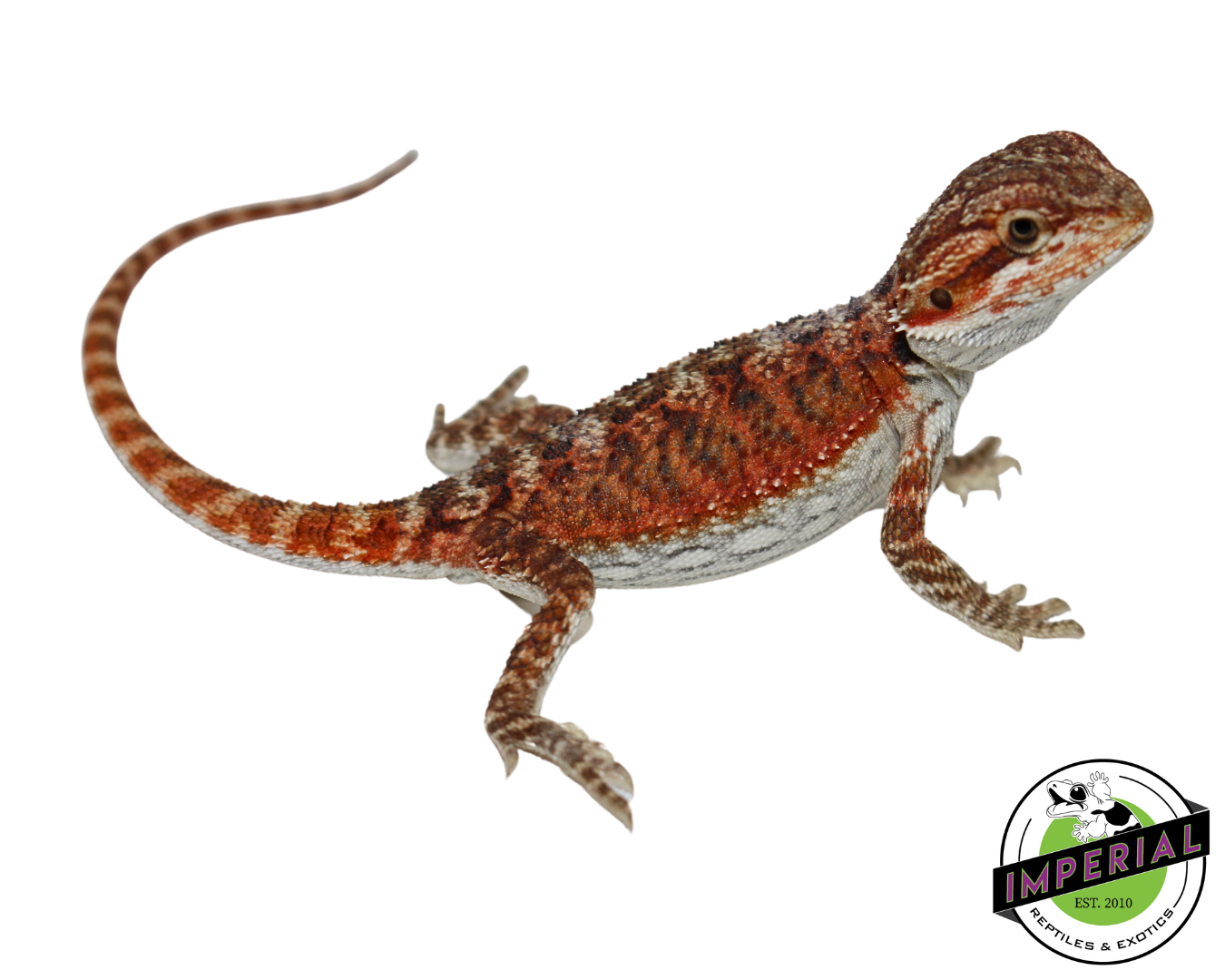 "Sriracha" Super Red Hypo Bearded Dragon Baby (#7824-05)