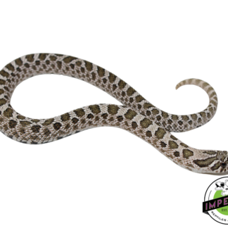 Arctic Western Hognose Baby