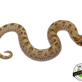 Pastel Anaconda Western Hognose Baby