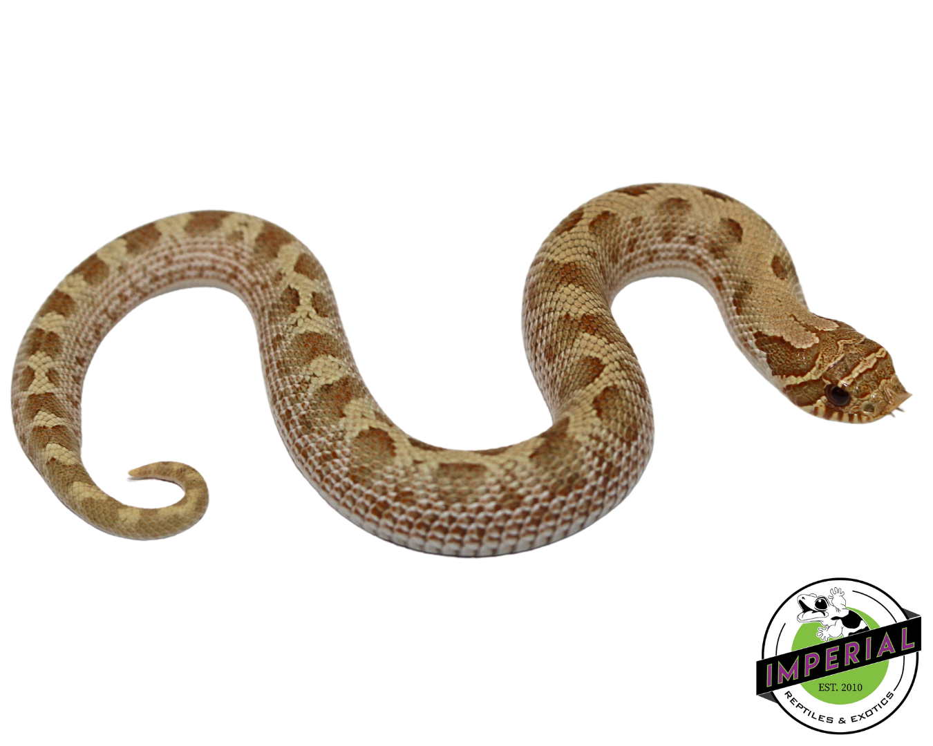 Pastel Anaconda Western Hognose Baby