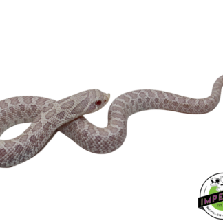 Snow Western Hognose Baby