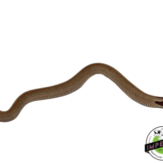 SuperConda Western Hognose Baby