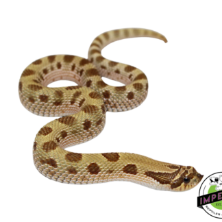 Toffee Conda (T+ Albino) Western Hognose Baby