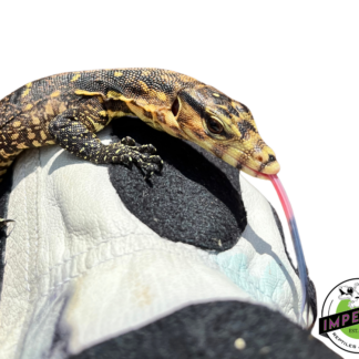 Samurai Monitor Baby