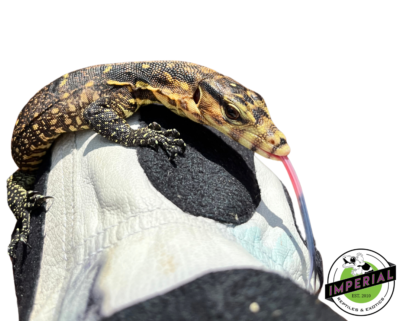 Samurai Monitor Baby