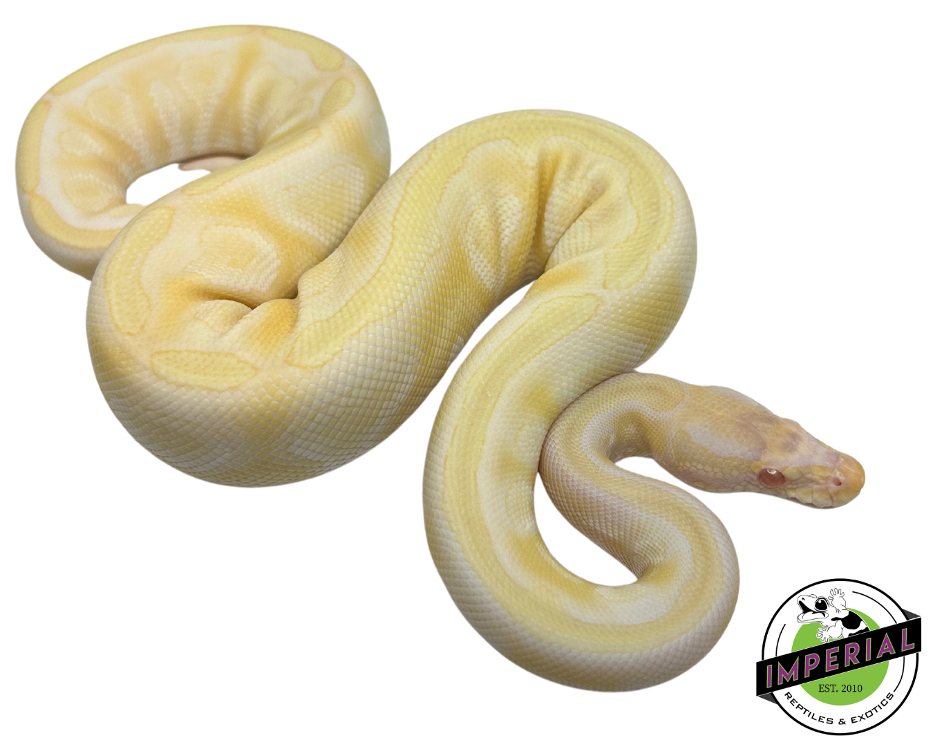 Albino Mojave Ball Python - Image 2