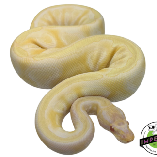 Albino Mojave Ball Python