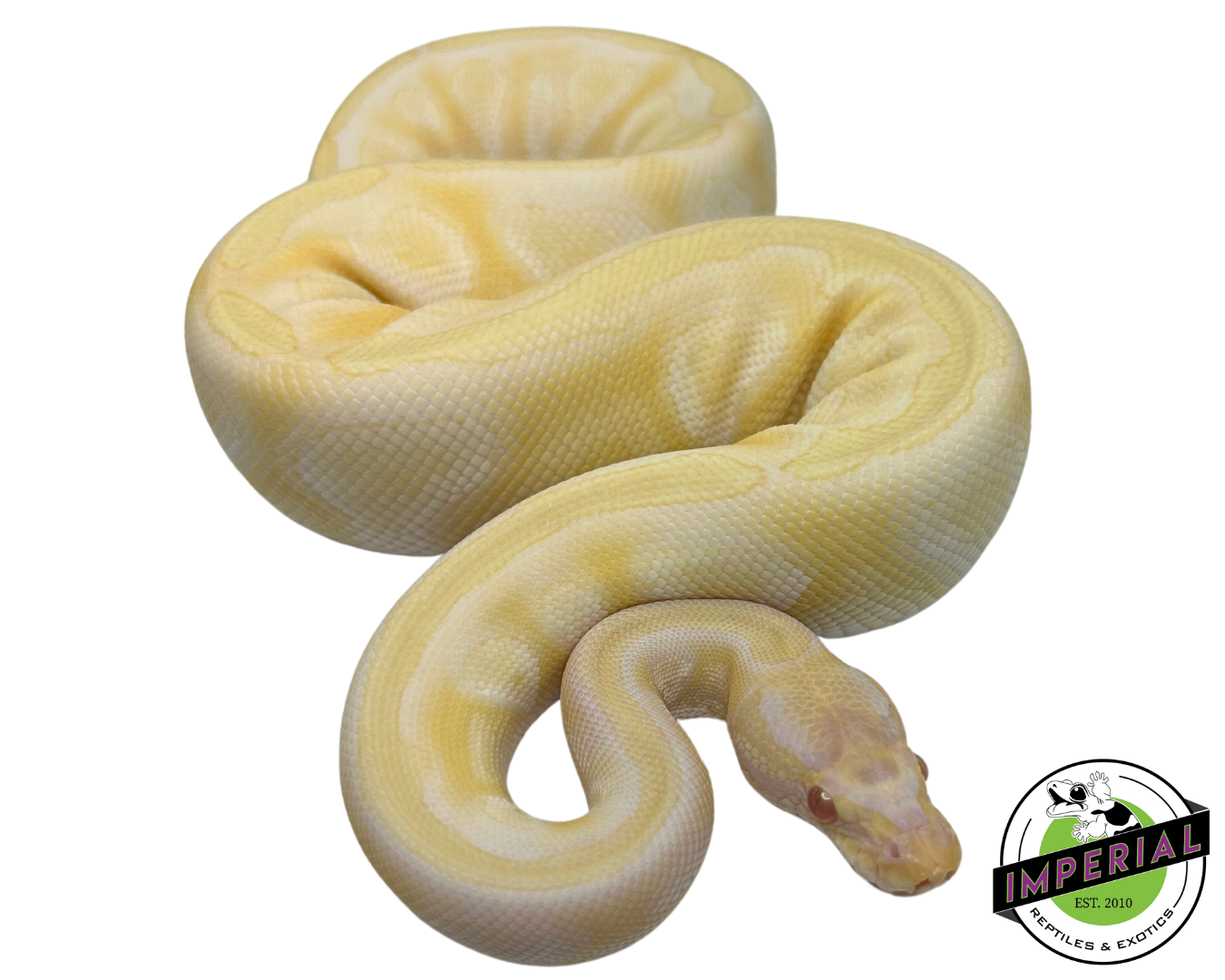 Albino Mojave Ball Python
