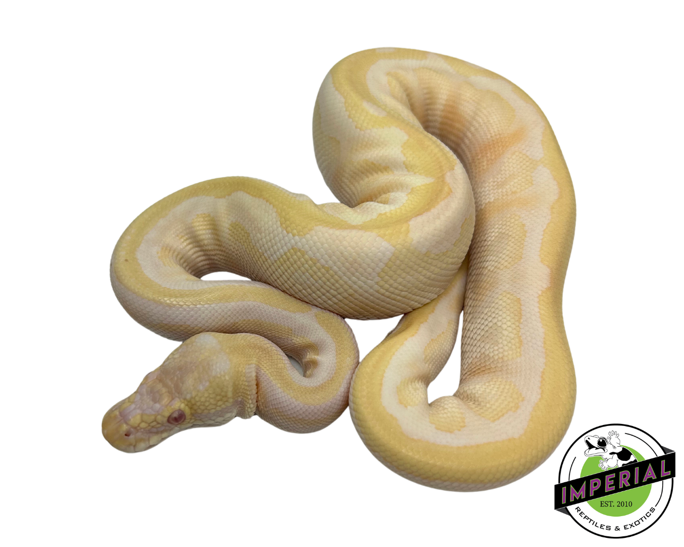 Albino Spotnose Ball Python - Image 2