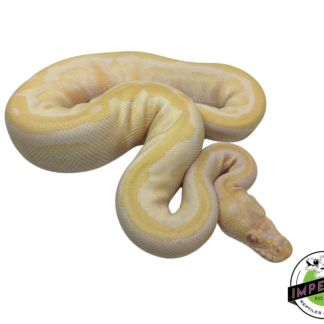 Albino Spotnose Ball Python