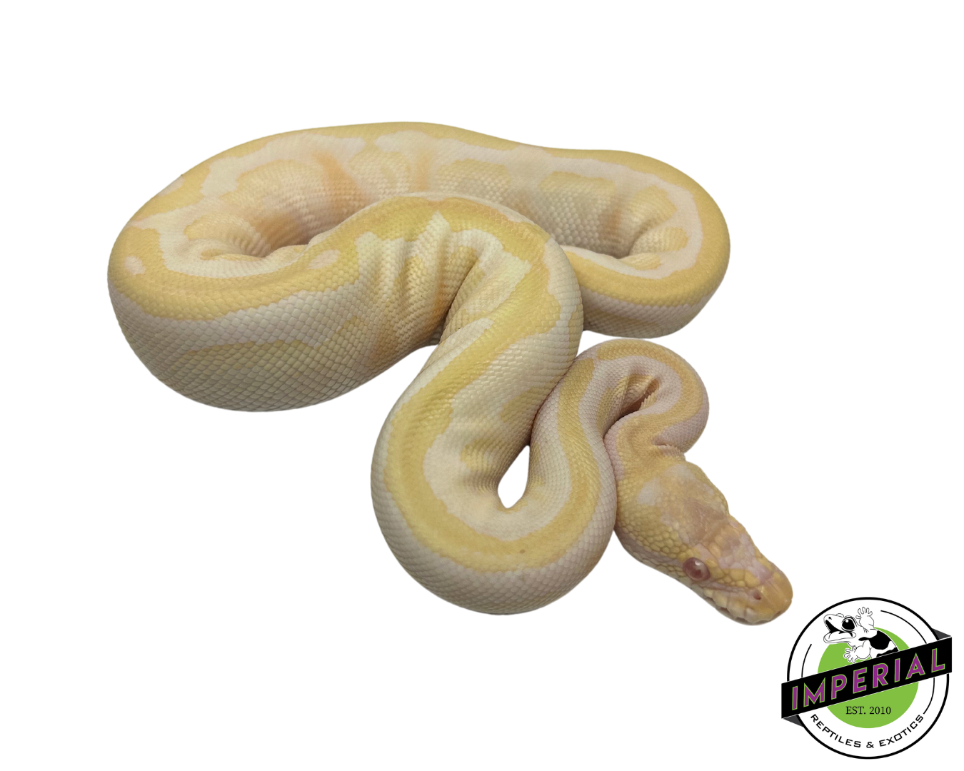 Albino Spotnose Ball Python