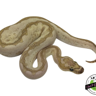 Bamboo Clown Ball Python