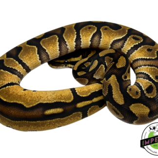 Blackhead Enchi Ball Python