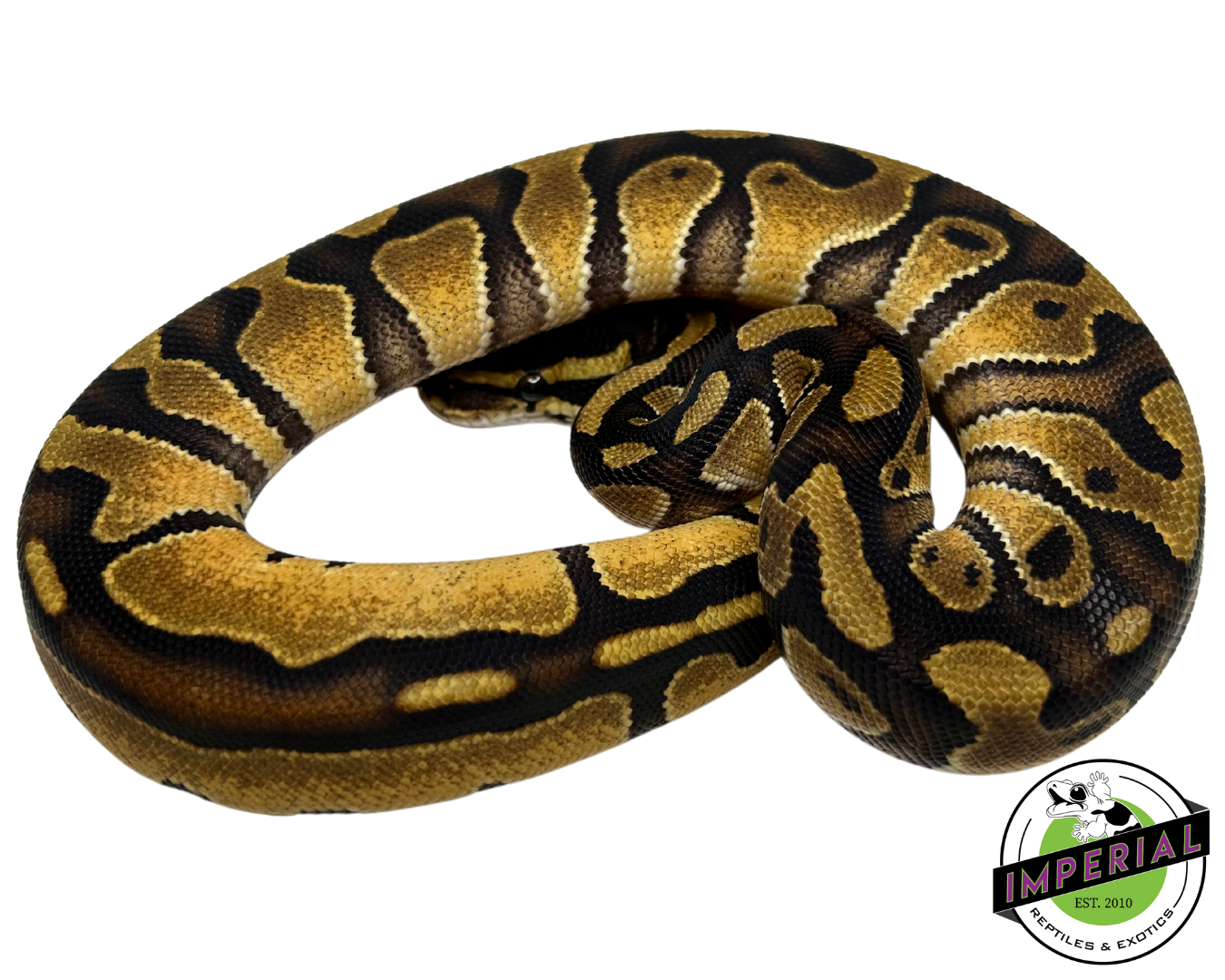 Blackhead Enchi Ball Python