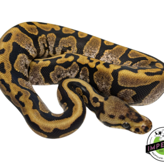 Calico Spotnose Ball Python