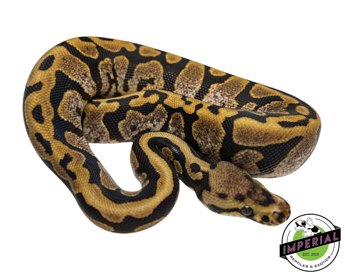 Calico Spotnose Ball Python