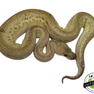 Cinnamon Bamboo Clown Ball Python Baby