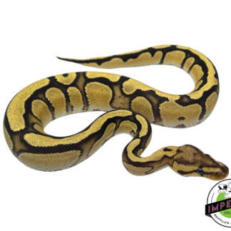 Cypress Orange Dream Enchi Yellowbelly Ball Python