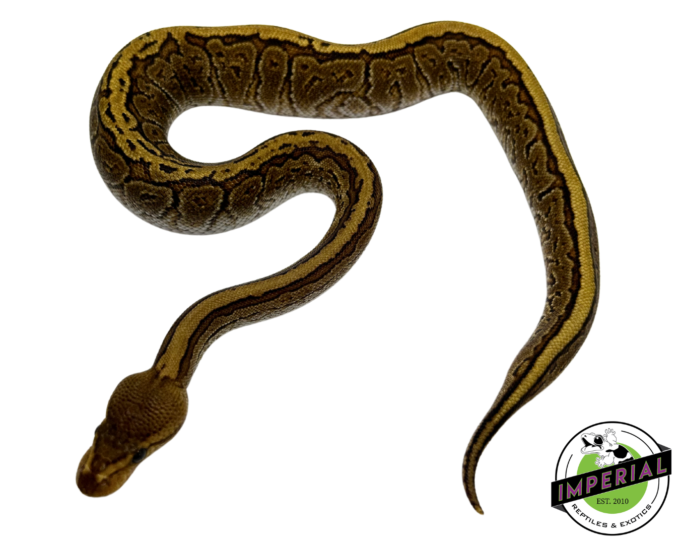 Cypress Pinstripe Ball Python - Image 2