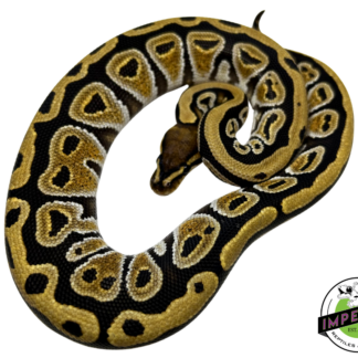 Cypress Yellowbelly Ball Python