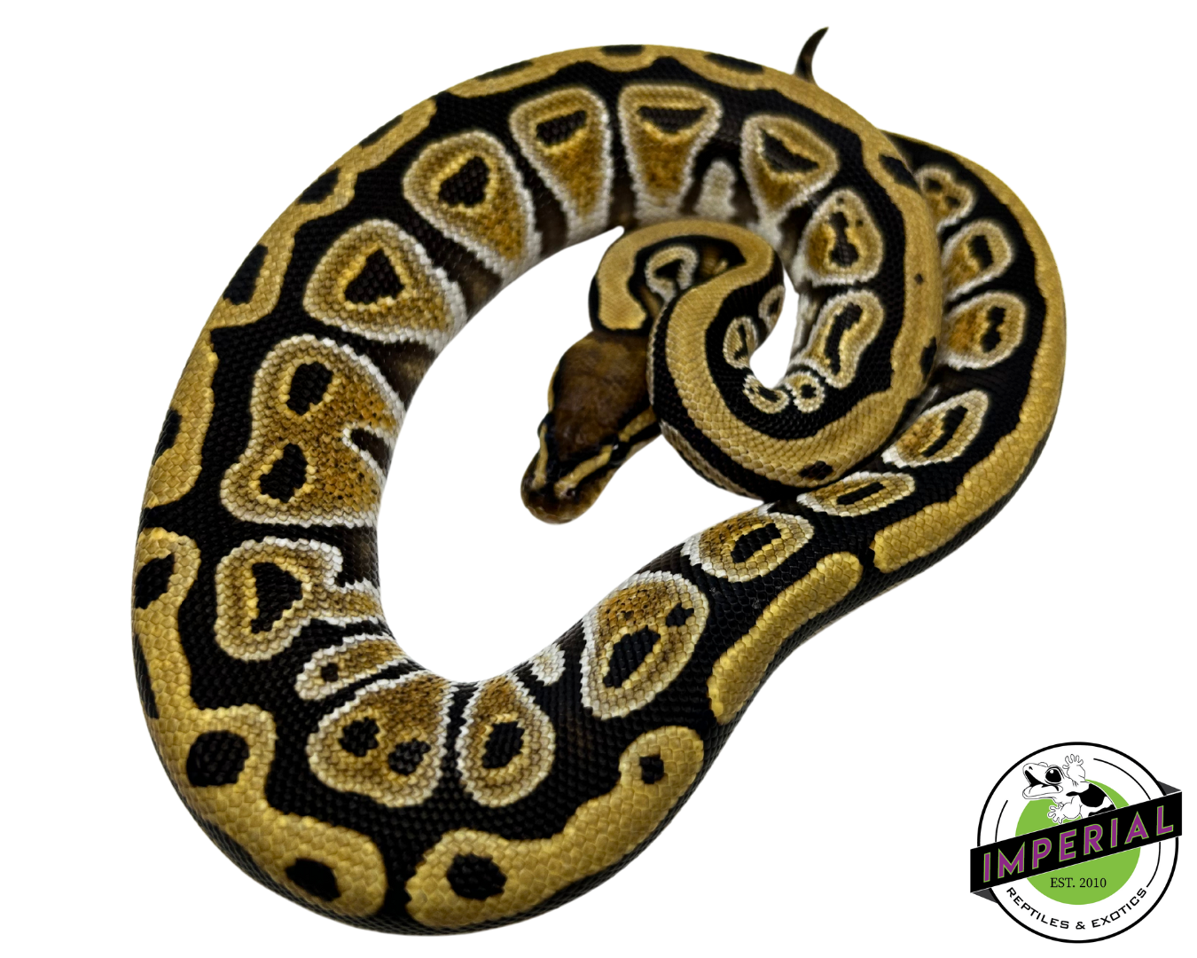 Cypress Yellowbelly Ball Python