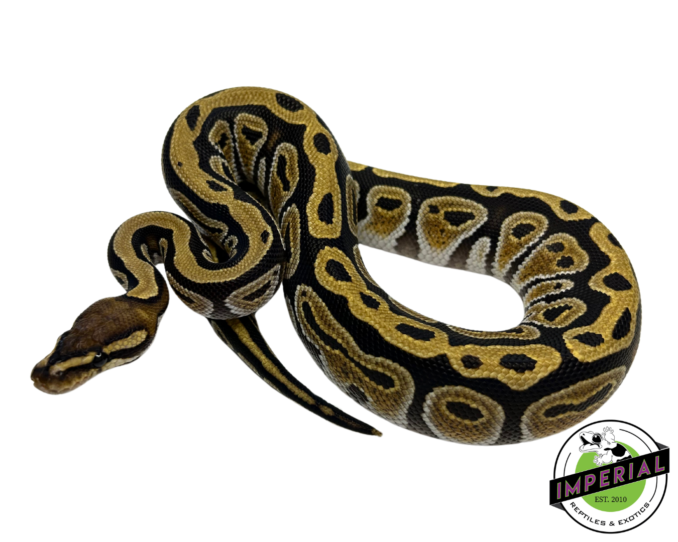 Cypress Yellowbelly Ball Python - Image 3