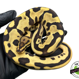 Orange Dream Leopard Ball Python