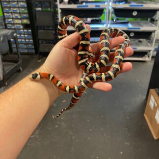 Arizona Mountain Kingsnake Adult