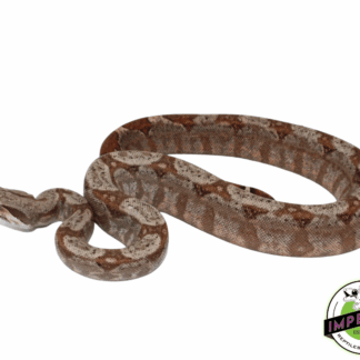 Hog Island (75%) Boa Baby