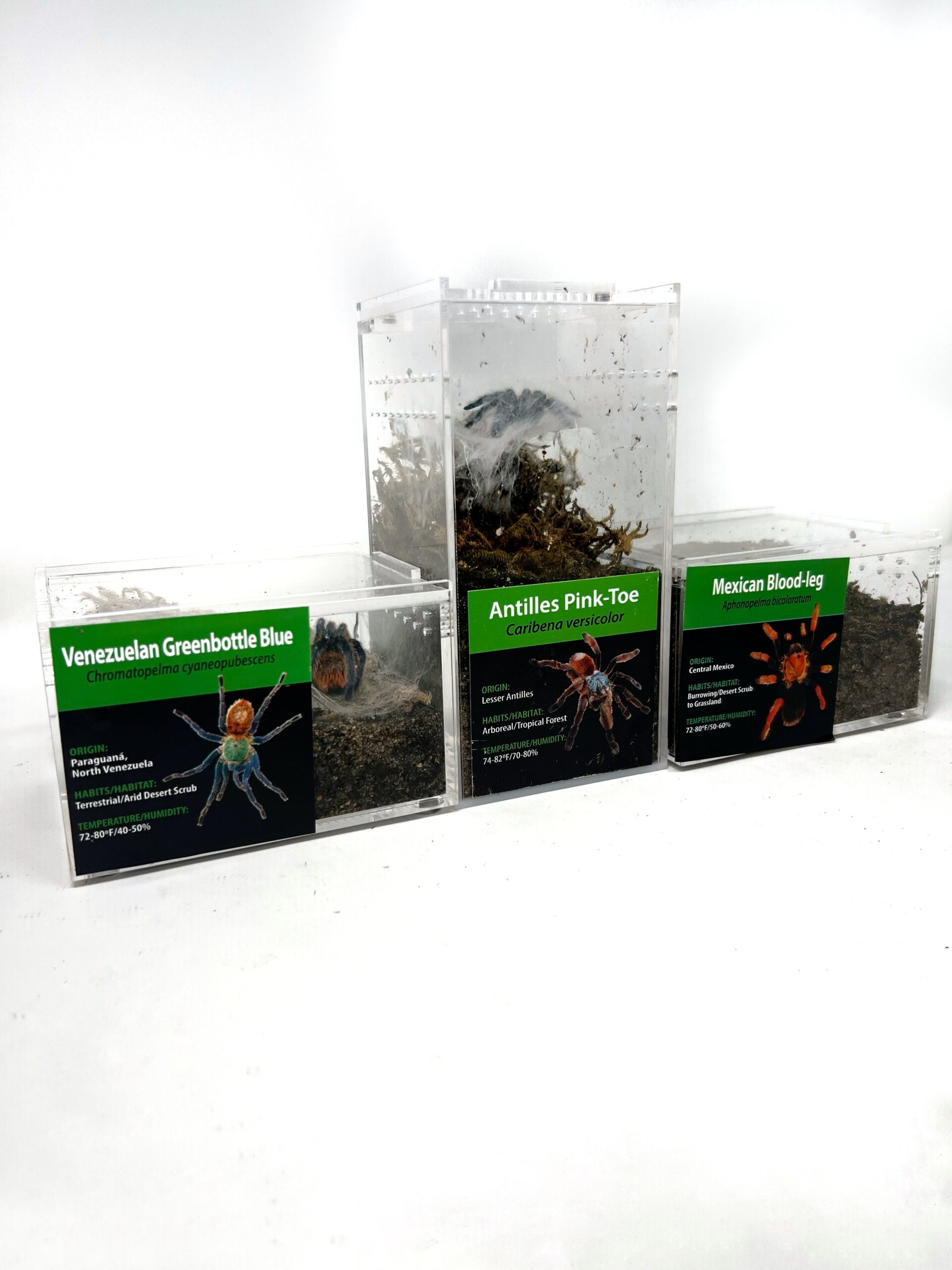 Mexican Red Knee Tarantula (Brachypelma hamorii ) - Image 2