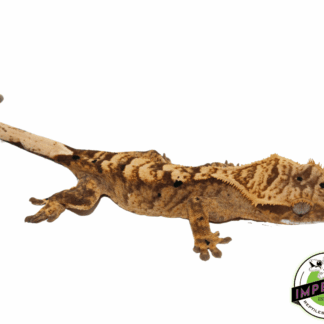 Brindle Dalmatian Crested Gecko (#101223-I28)