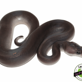 8 Ball Ball Python Baby