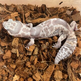 Whiteout Ghost African Fat Tail Gecko Adult