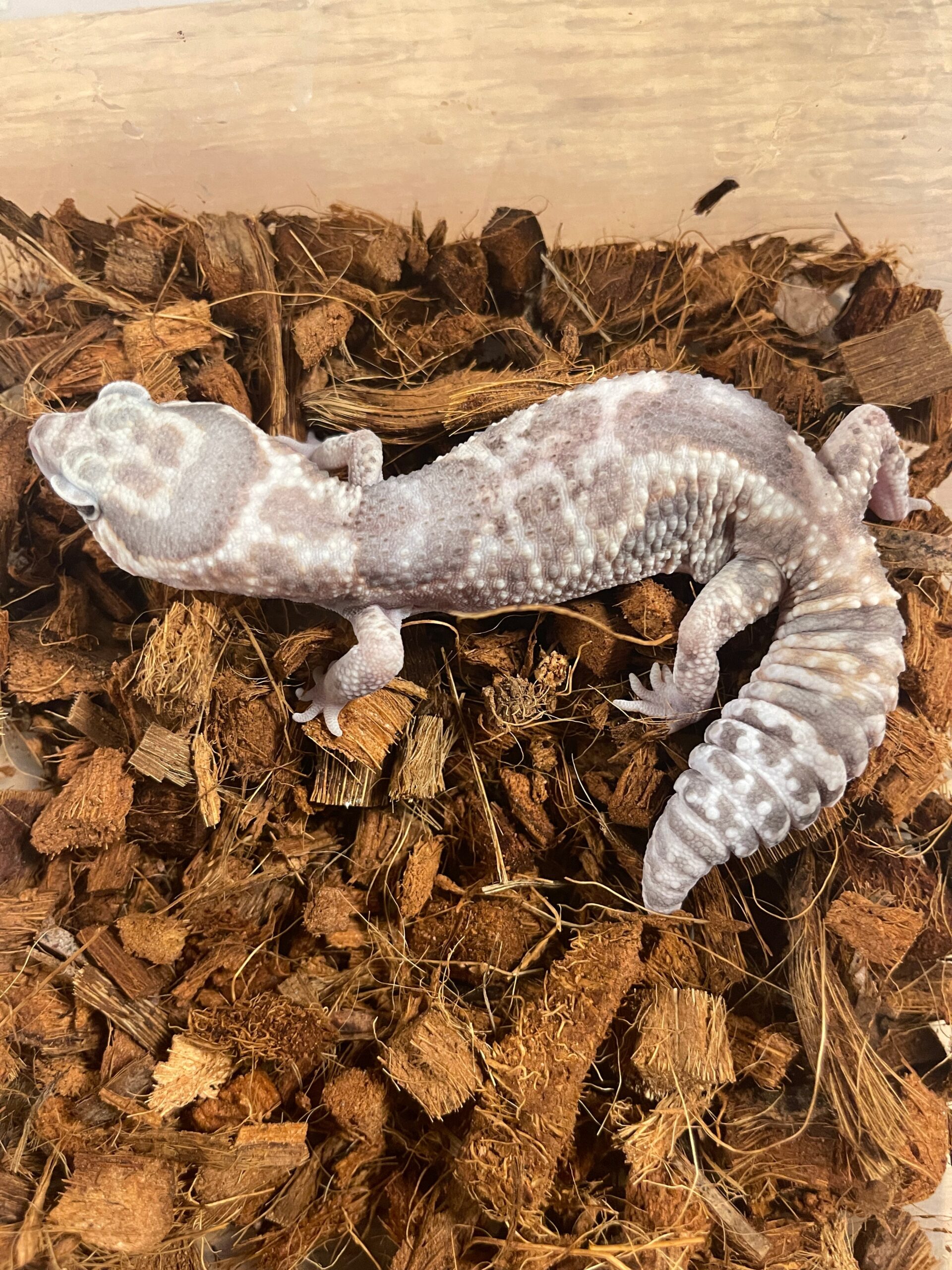 Whiteout Ghost African Fat Tail Gecko Adult