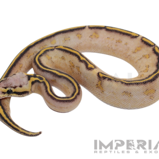 Pastel Highway Ball Python