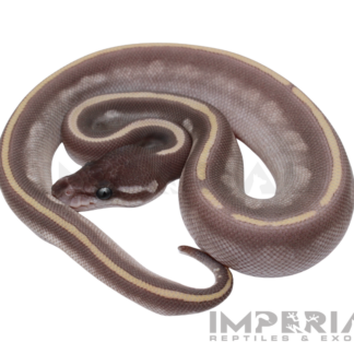 Purple Passion Ball Python