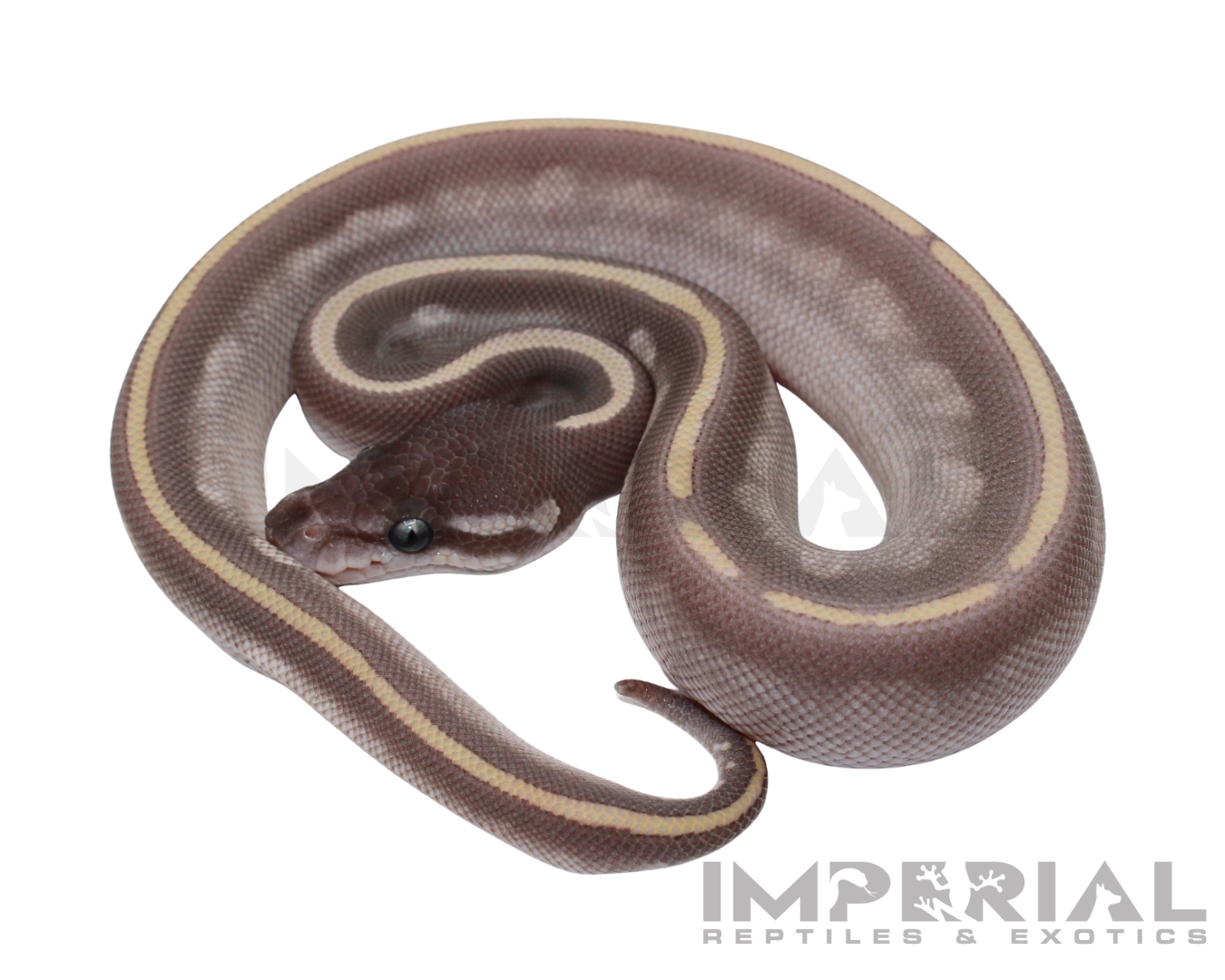 Purple Passion Ball Python
