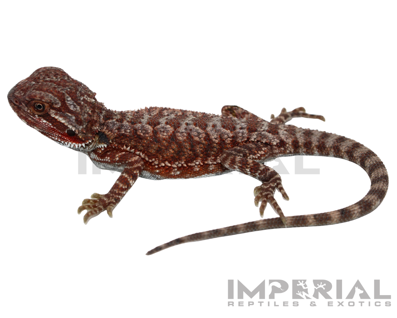 Hypo Red Monster Bearded Dragon Baby - Image 2