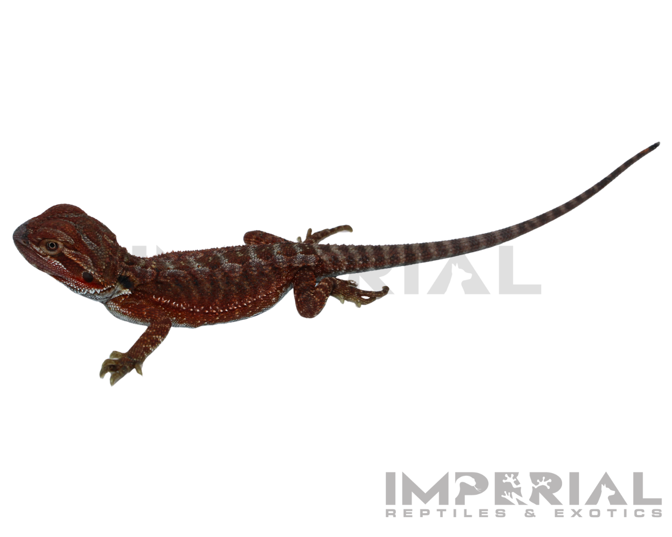 Hypo Red Monster Bearded Dragon Baby - Image 3