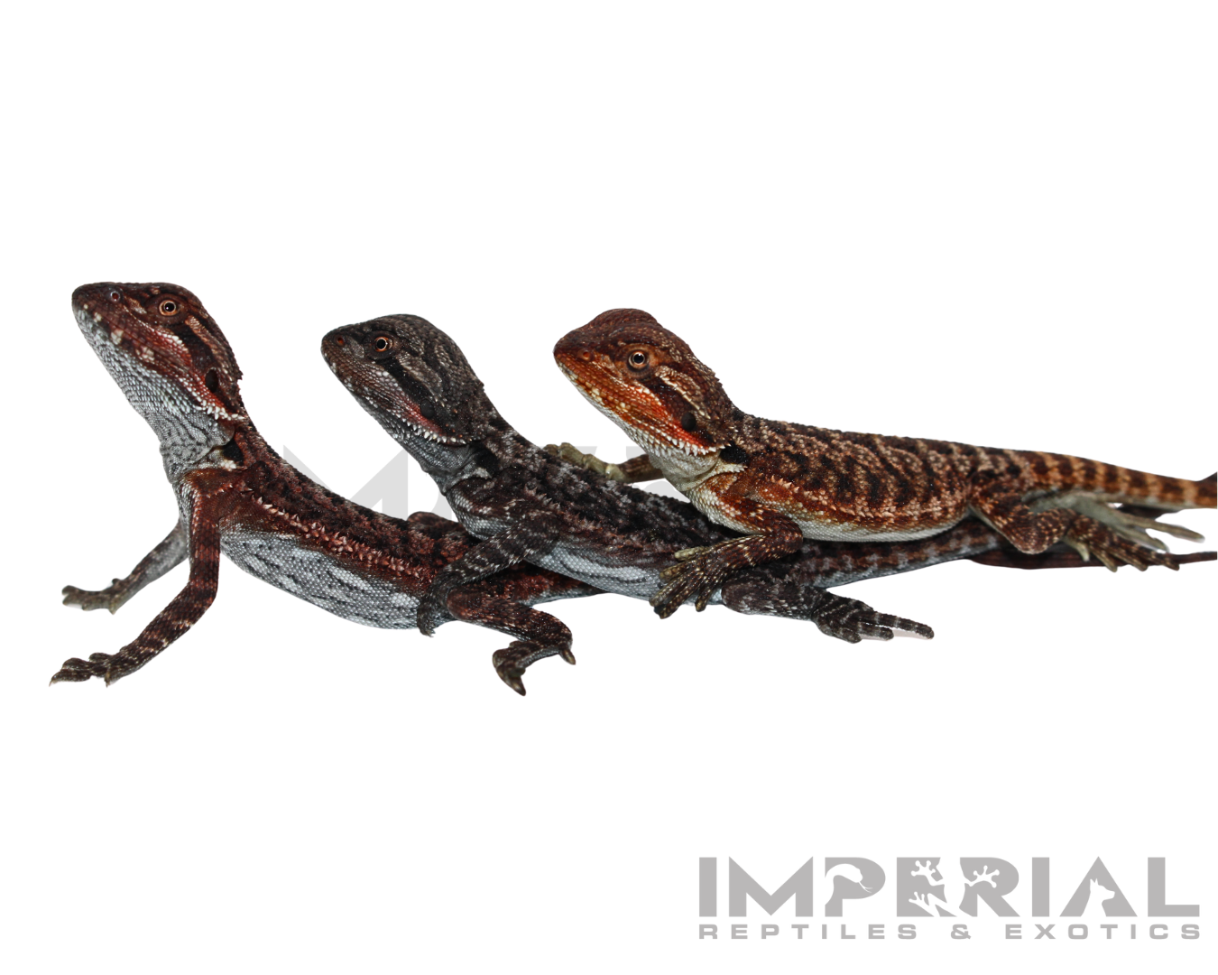 Red Monster Bearded Dragon Baby - Image 2