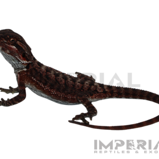 Red Monster Bearded Dragon Baby