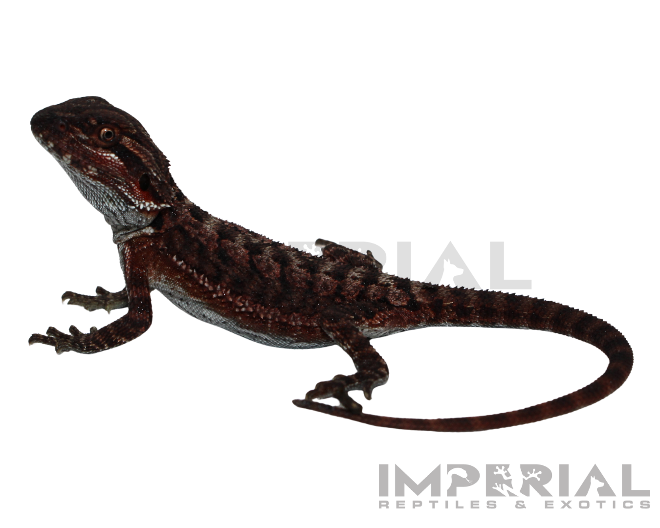 Red Monster Bearded Dragon Baby